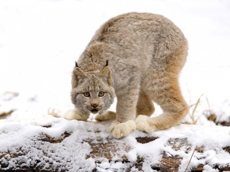 lince-canadiense