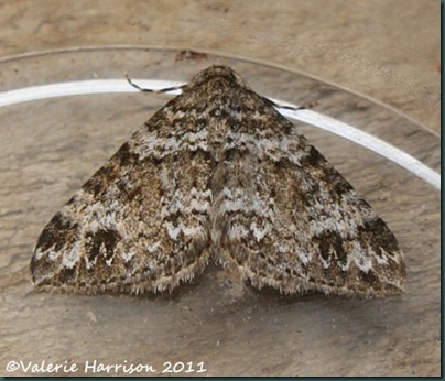 twin-spot-carpet-wigtownshire