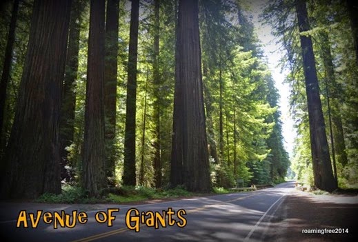 Avenue of Giants