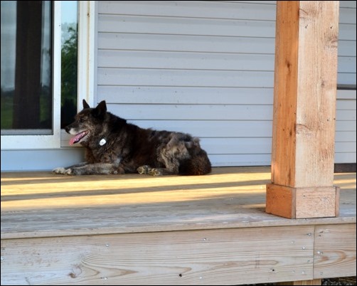 Sadie on the porch with TAGG pet tracker