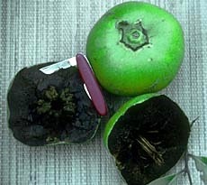 [Black%2520Sapote%2520small%255B1%255D.jpg]