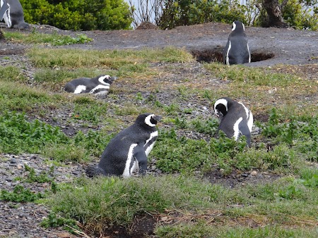 Tara de Foc: Pinguini magalanici in cuib