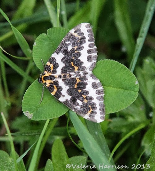 [45-magpie-moth2.jpg]