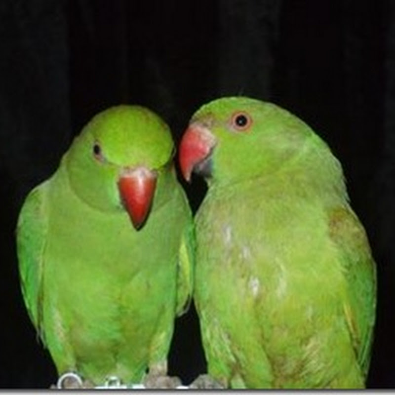 Birds talking together & kissing !