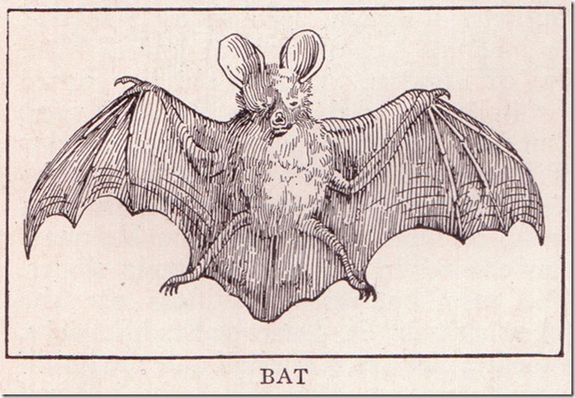 Bat fear