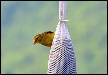 01b - birds - female goldfinch