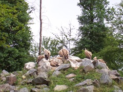 2007.05.26-018 vautours