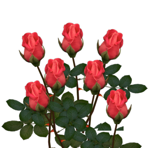 rov-.png