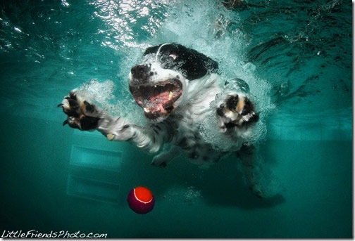 Cool Pictures of Dogs Playing Underwater with Ball