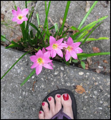 09-08-rainlilies