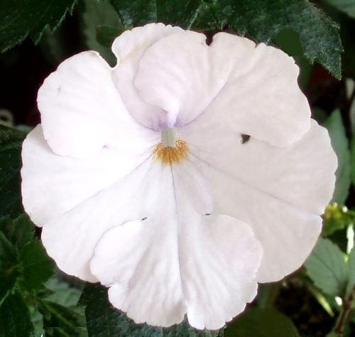 [Achimenes%2520Snow%2520Queen%255B3%255D.jpg]