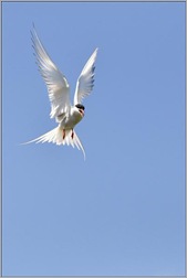Arctic Tern 2. Angy Ellis
