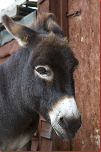 Jasper the donkey portrait