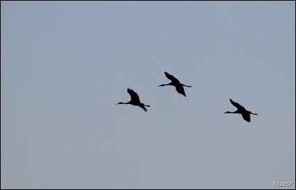 sand crane