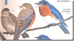 bluebirds from bird book