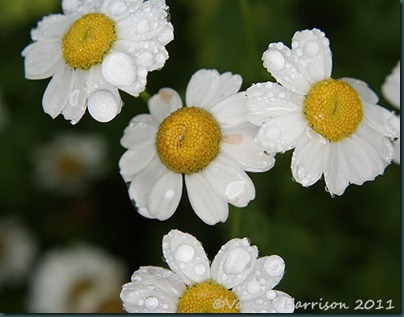 feverfew