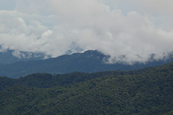 Crocker Range, 30 km nord-ouest de Tambunan (Sabah, Malaisie, Bornéo), 18 août 2011. Photo : J.-M. Gayman