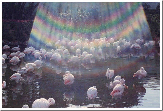 rainbow flamingos