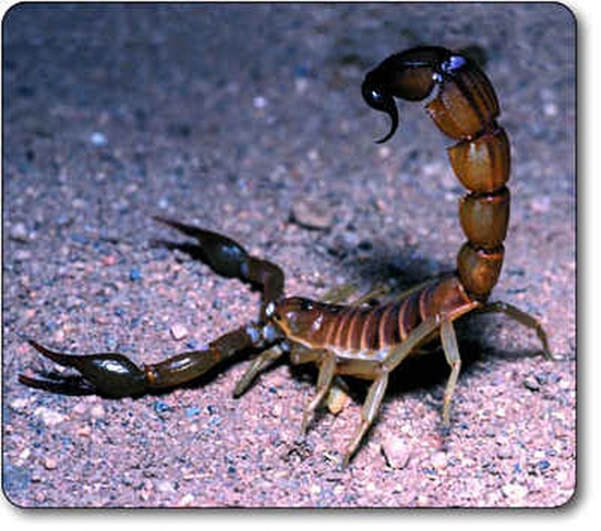 [scorpion3.jpg]