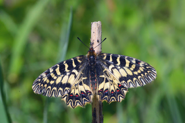 Zerynthia cassandra (GEYER, 1828), femelle. Parco Naturale Monti Livornesi (Toscane), 11 avril 2014. Photo : L. Voisin