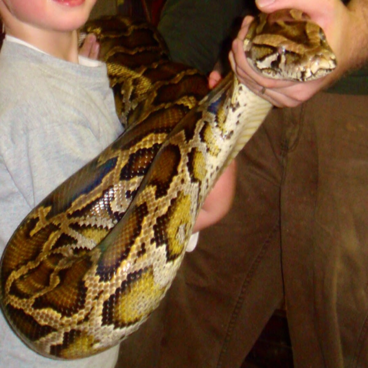 Burmese Python