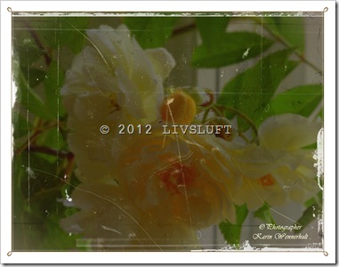 1-P1016200RCantrm 1-P1016200RCantrm