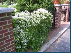 Vetical-garden-White-flowers-on-fence