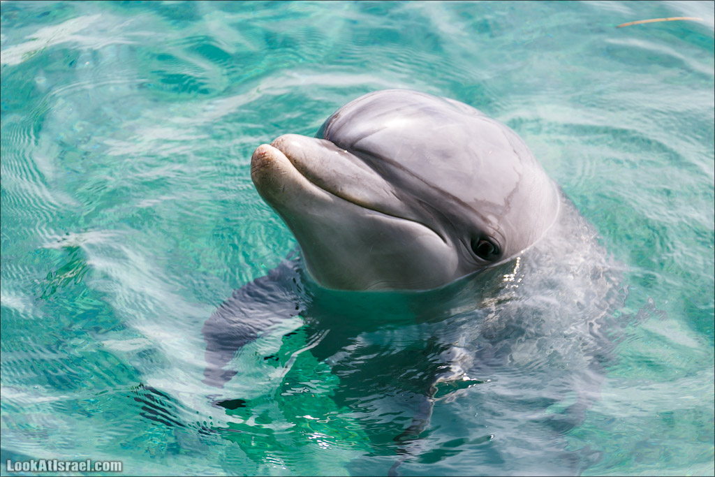 LookAtIsrael.com - Фото путешествия по Израилю | Дельфиний риф в Эйлате. Дельфинарий | Dolphins reef in Eilat | דולפינריום באילת
