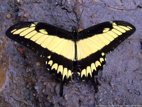 Heraclides astyalus astyalus (GODART, 1819) (= Papilio lycophron lycophron HÜBNER, 1818), mâle. Pitangui (MG, Brésil), 2 janvier 2010. Photo : Nicodemos Rosa