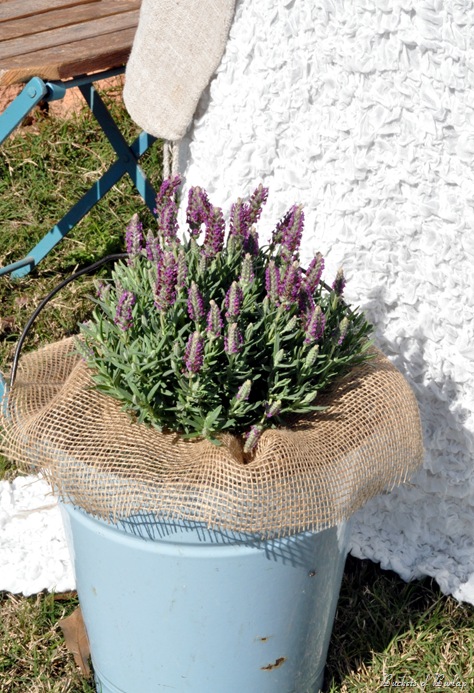 lavender in bucket