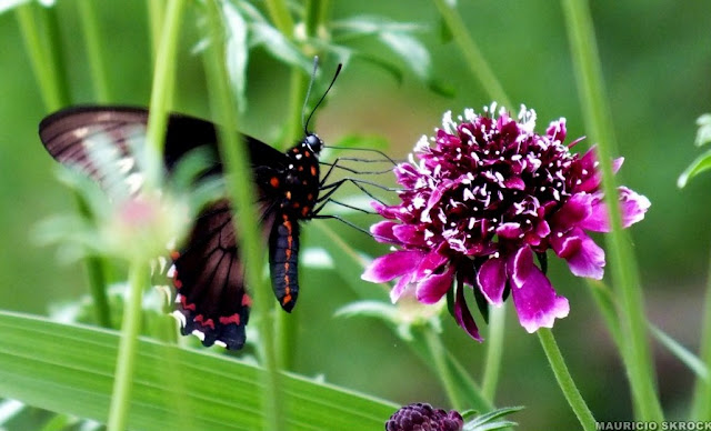 Battus polydamas polydamas (LINNAEUS, 1758). Environs de Curitiba, Paraná. 12 octobre 2011. Photo : Mauricio Skrock