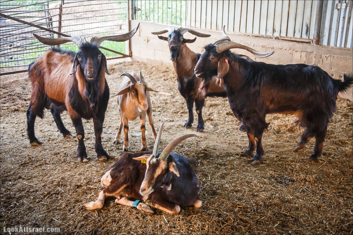Менахемия - Козья Ферма Аз Из и медицинский музей Бейт ха-Рофе | Menahemia - As Is farm and medical museum | LookAtIsrael.com - Фото путешествия по Израилю | מנחמיה - חוות עז עיז ובית הרופא