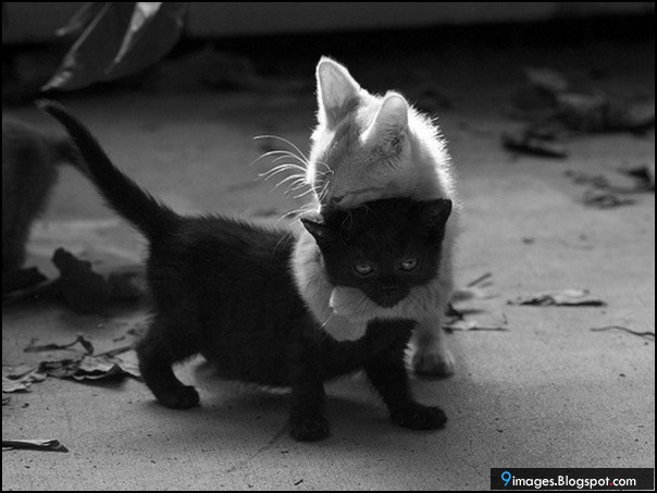 cute-cat-kitten-hugging.jpg