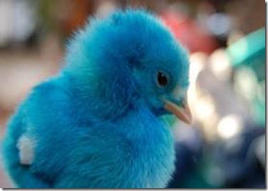 pollito azul by internet