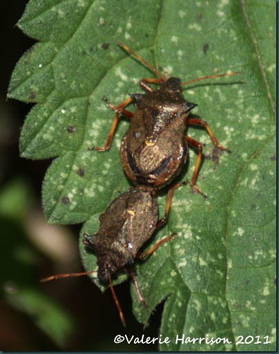 13-spiked-shieldbugs