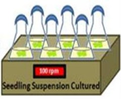 suspension culture