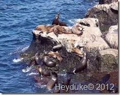 La Jolla Cove Seals