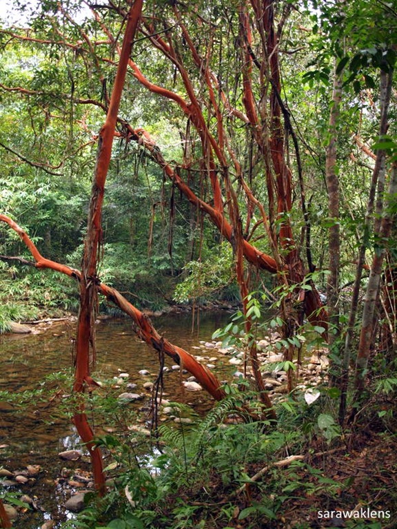 [jungle_stream_Borneo%255B5%255D.jpg]
