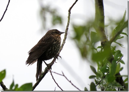Red-wing Blackbird - female or fledgling