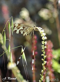 _DSC0163 _DSC0163