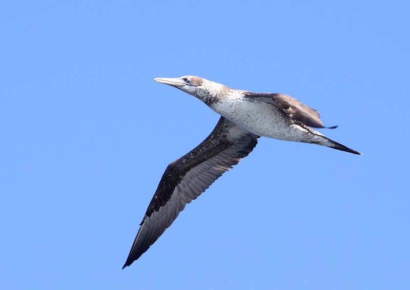 [gannet%255B3%255D.jpg]