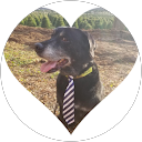 Beatle Smiths profile picture