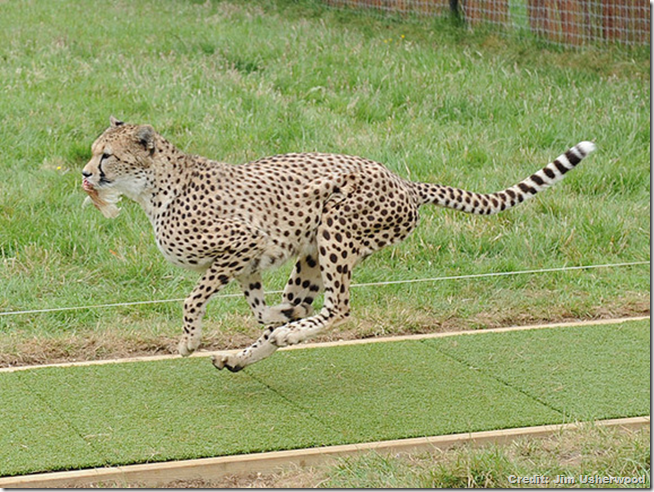 Сколько скорость гепарда. Гепард в Ярославском зоопарке. Ярославль зоопарк гепард. Гепард бежит. Скорость гепарда.