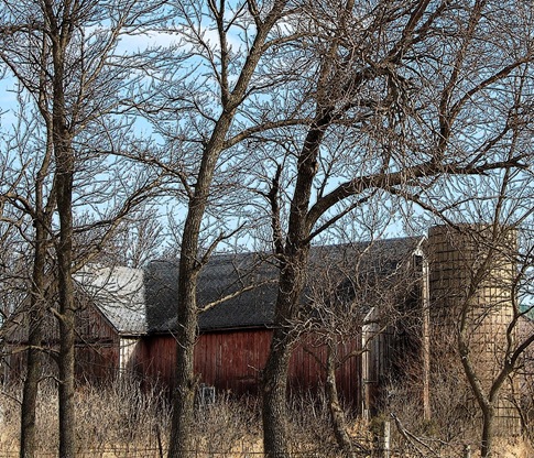 barn in trees ink outline cropped