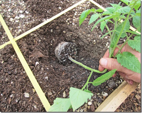 Laying tomato diagonally in hole