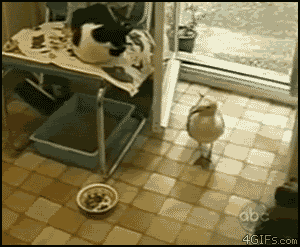 gato y gaviota gato y gaviota
