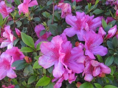 Florida Marriott Cypress Harbour pink azaleas