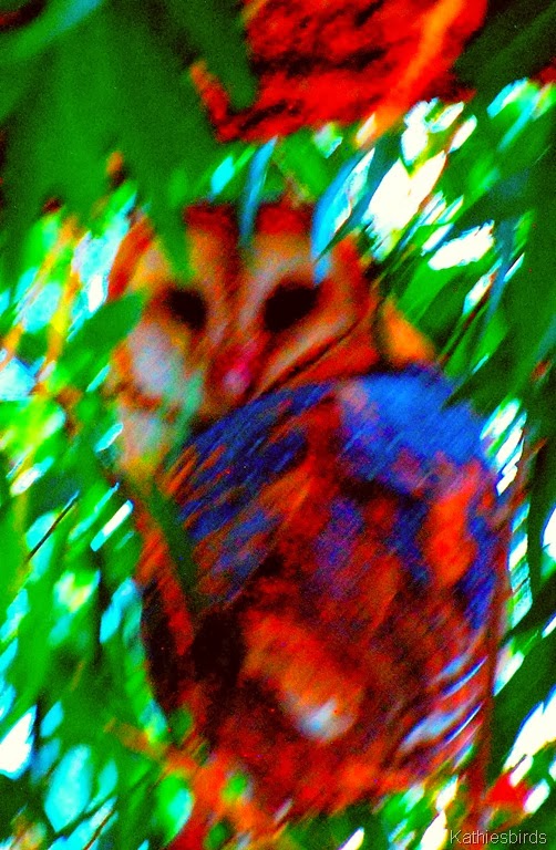 2-28-14 AFF 19 Barn Owl Sweetwatercolor-kab