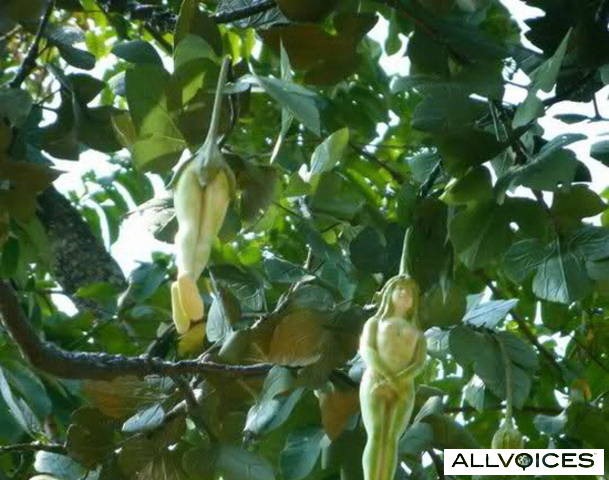 [narilatha-flower-00001%255B8%255D.jpg]