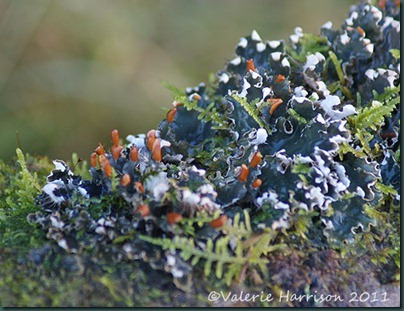4-lichen